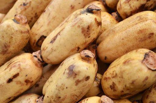 安陆吃孔瓜,孔瓜的独特魅力