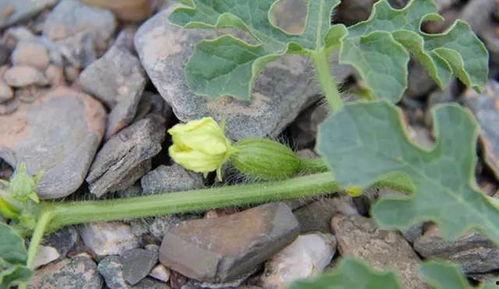 在瓜地吃瓜,夏日清凉美食之旅
