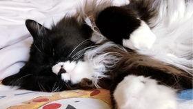 猫警长吃瓜,探秘动物界的神秘事件