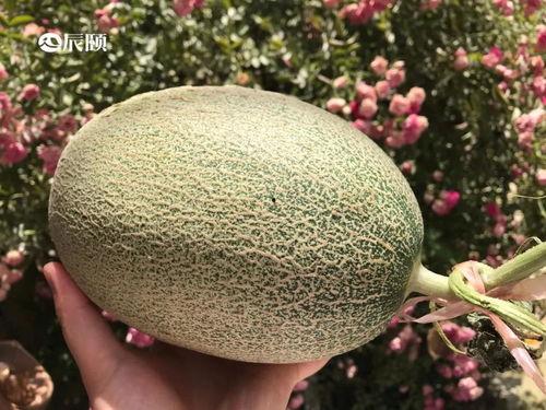 新屯站吃瓜版,揭秘幕后故事，一探究竟