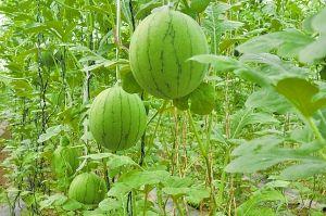 不用剥皮吃的瓜,一瓜不剥皮——探索无需剥皮食用的瓜类佳肴