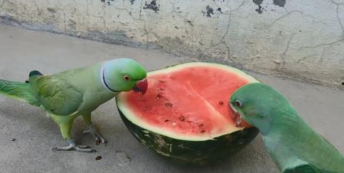 早上吃的瓜就拉稀,揭秘瓜果引发拉稀的惊人真相